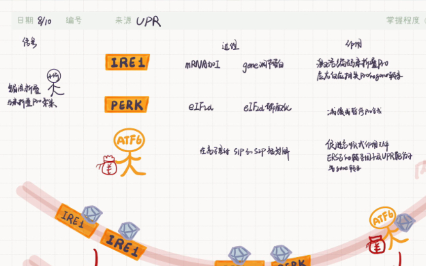 自用复盘:内质网应激中UPR的三条途径哔哩哔哩bilibili