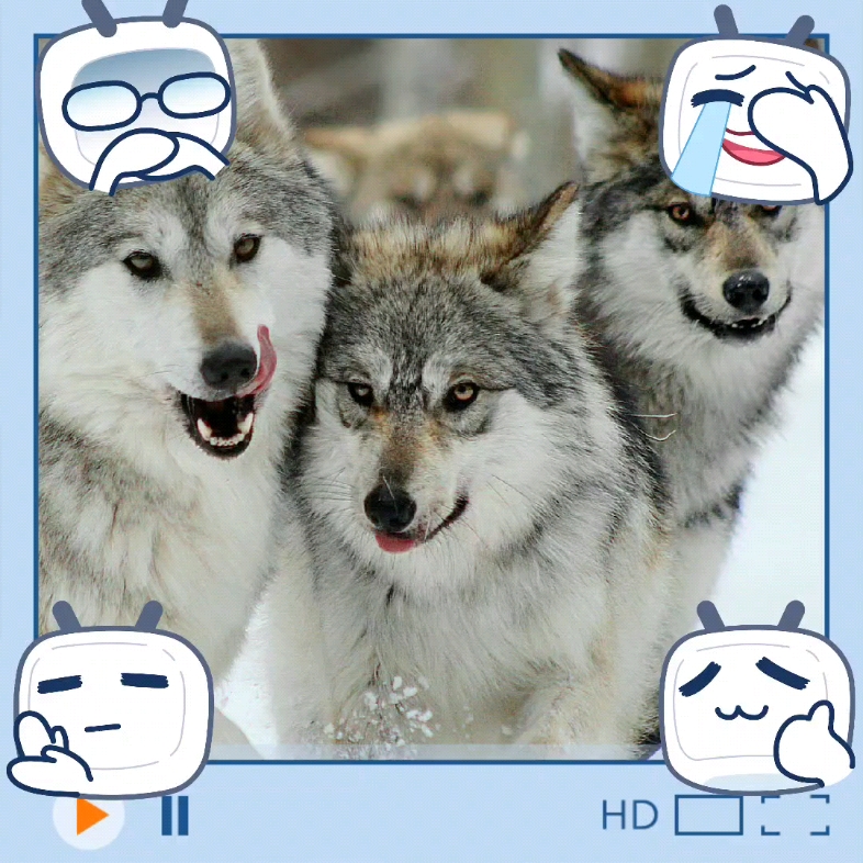 三只不一样的表情[偷笑] #狼##墨西哥狼##犬科动物
