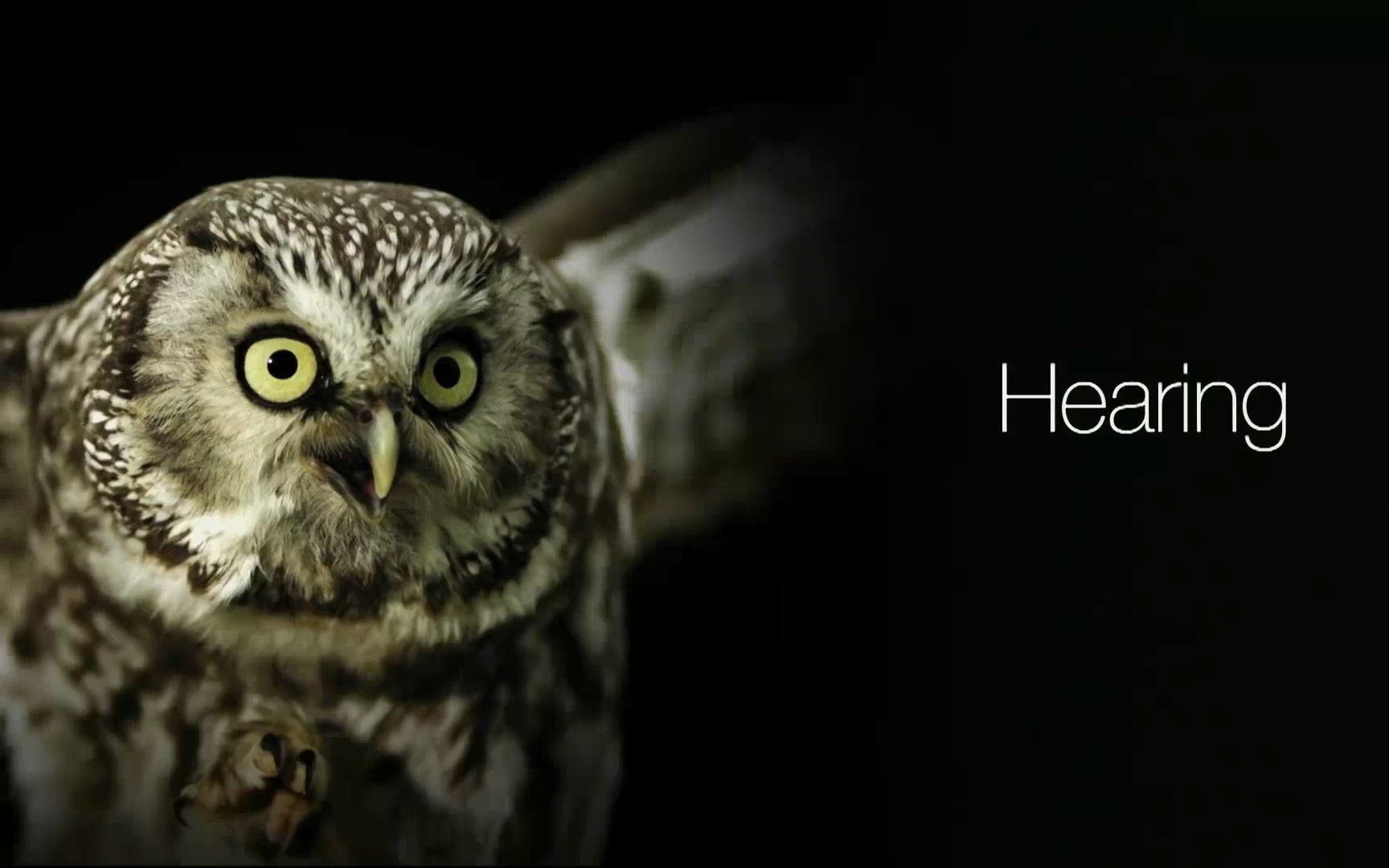 动物超级感官.s01e02.2020[片头][高清][英字]