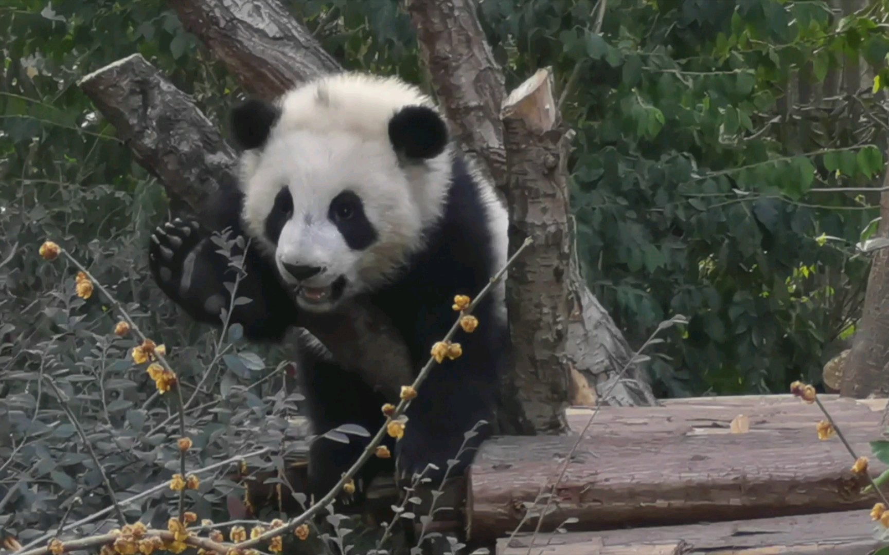 一看就好牛的样子～斧头山的wifi信号是越来越强了99