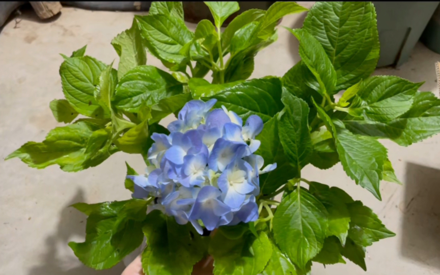 今天又是快乐的一天,抖霸霸里9.9米买的大海蓝绣球花,你就说值不值