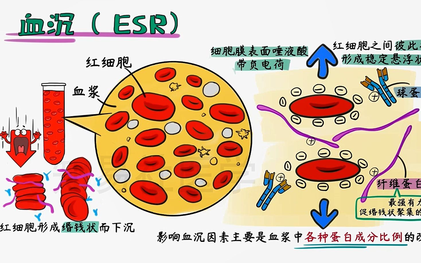 红细胞沉降率高的原因图片