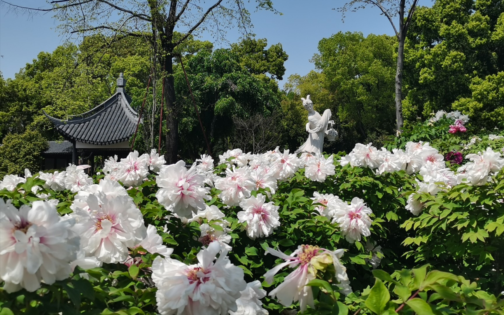 上海植物园牡丹