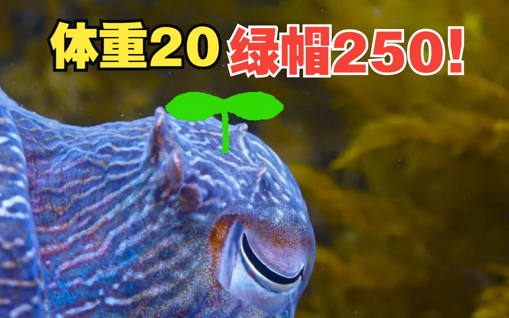 伞膜乌贼:体重20斤,绿帽250斤!