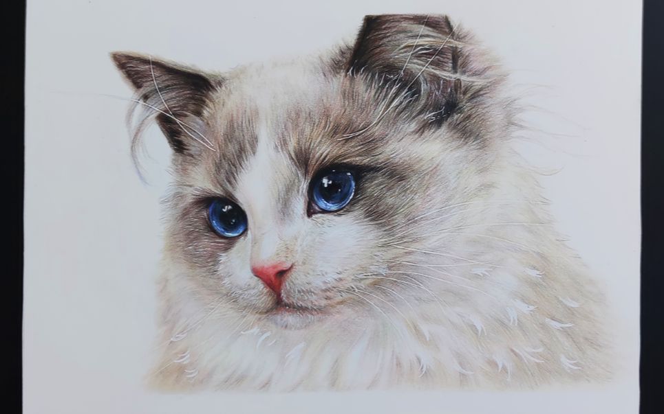 布偶猫彩铅画漂亮图片
