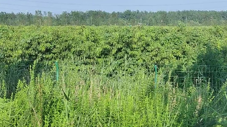 [图]拥抱夏日的暖阳