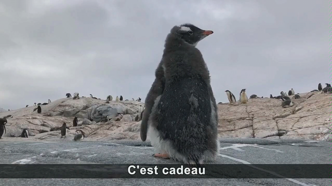 【企鹅】那尾巴一翘起来啊