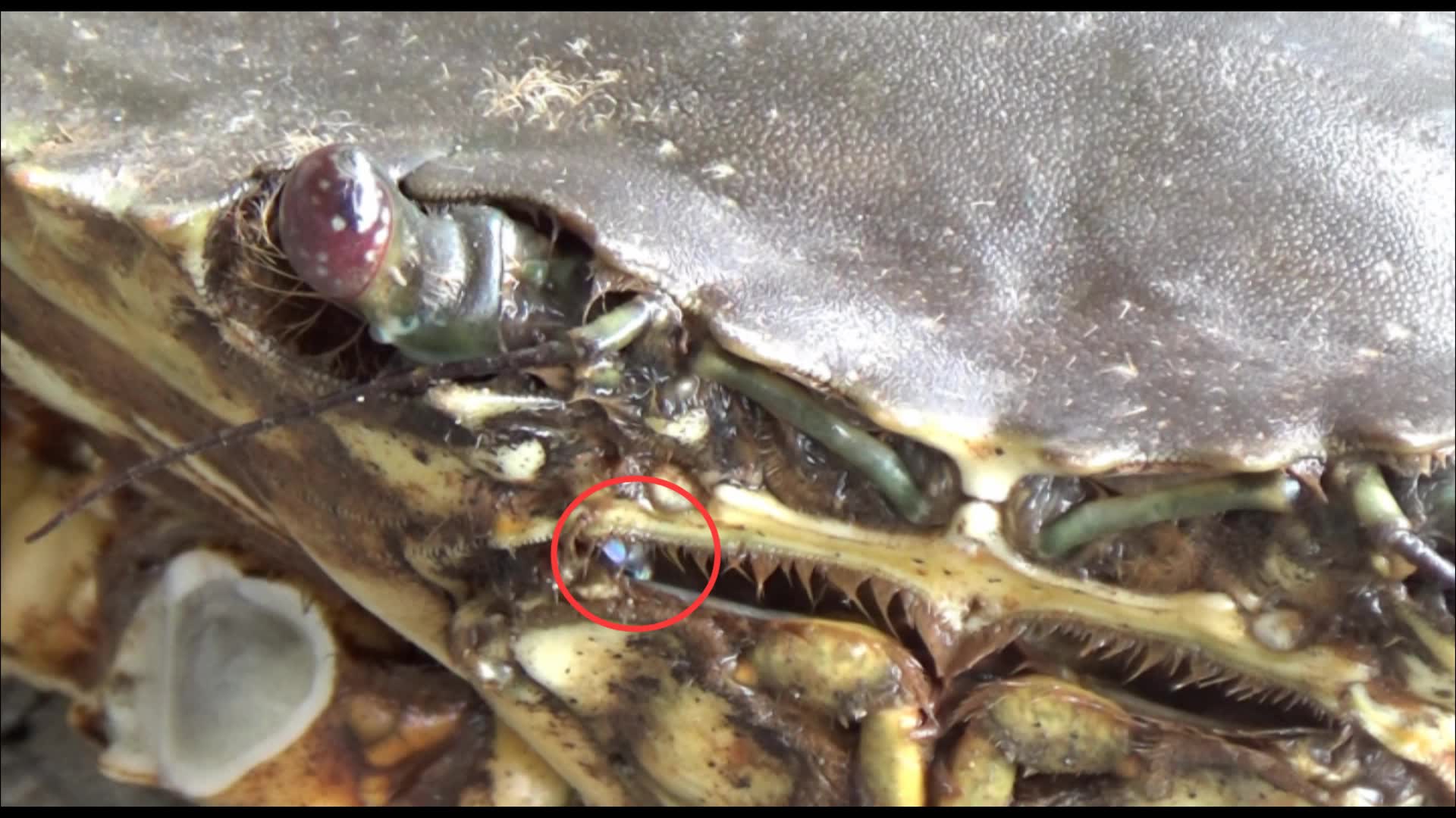 螃蟹嘴里为什么会产生强光?科学家都无法解释的诡异现象!