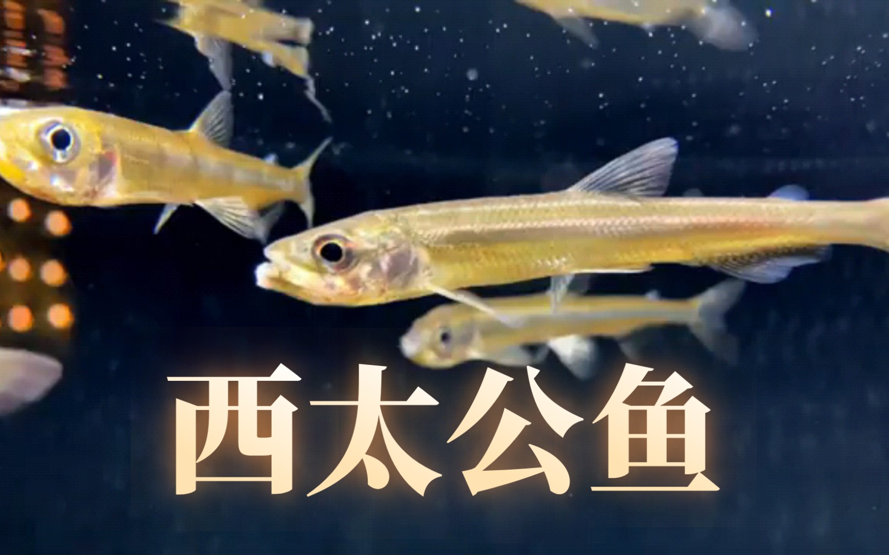 Hypomesus nipponensis西太公鱼(属名叫公鱼)哔哩哔哩bilibili