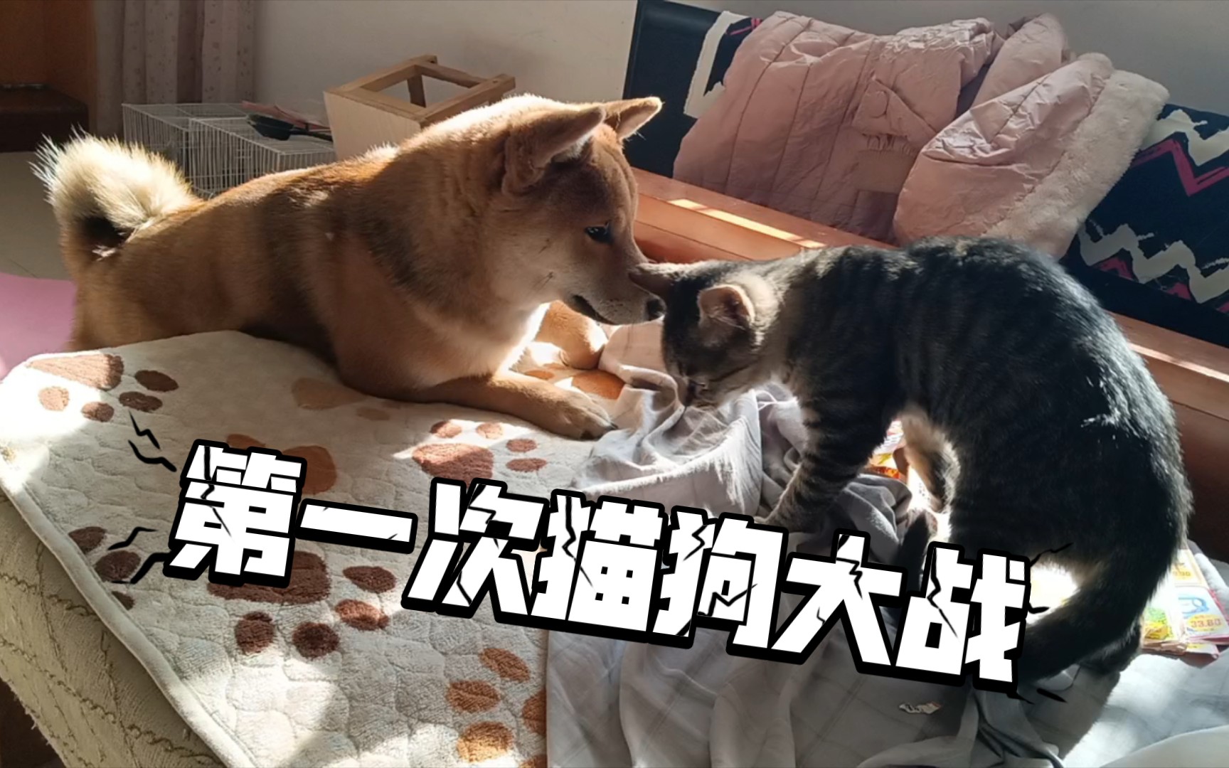 当狗子开始欺负猫猫了