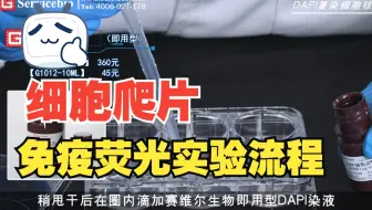细胞爬片免疫荧光实验流程