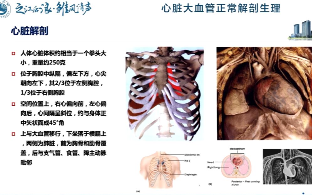 01心脏大血管正常解剖生理哔哩哔哩bilibili