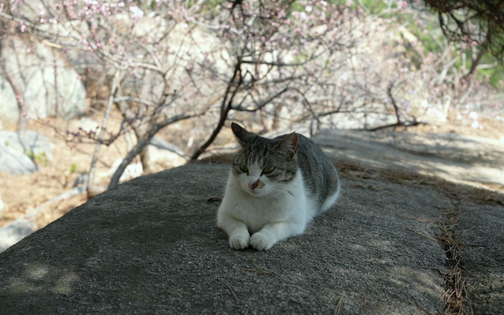 青岛崂山爬了,山上有很自由的小猫和猴子,却也没有归宿.崂山下来就是海边,沙子很细,夏天游泳应该不错.还登上了电视塔,可以看到青岛全貌哔哩...