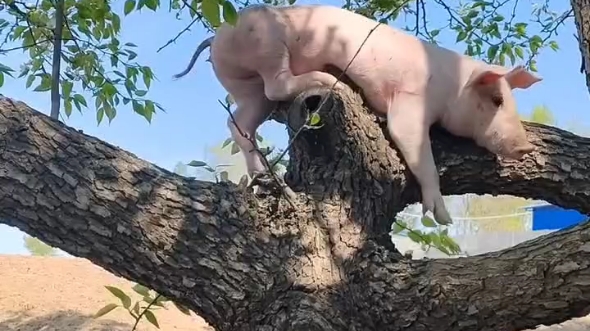 所以猪都上树了