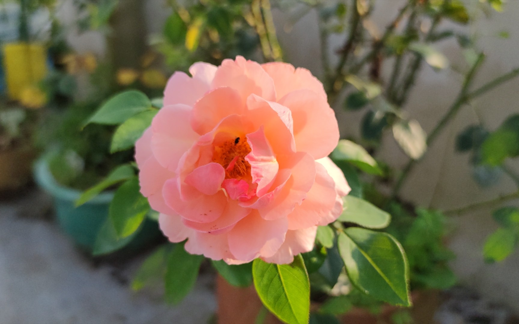 【日记本——月季】人间天堂好美啊