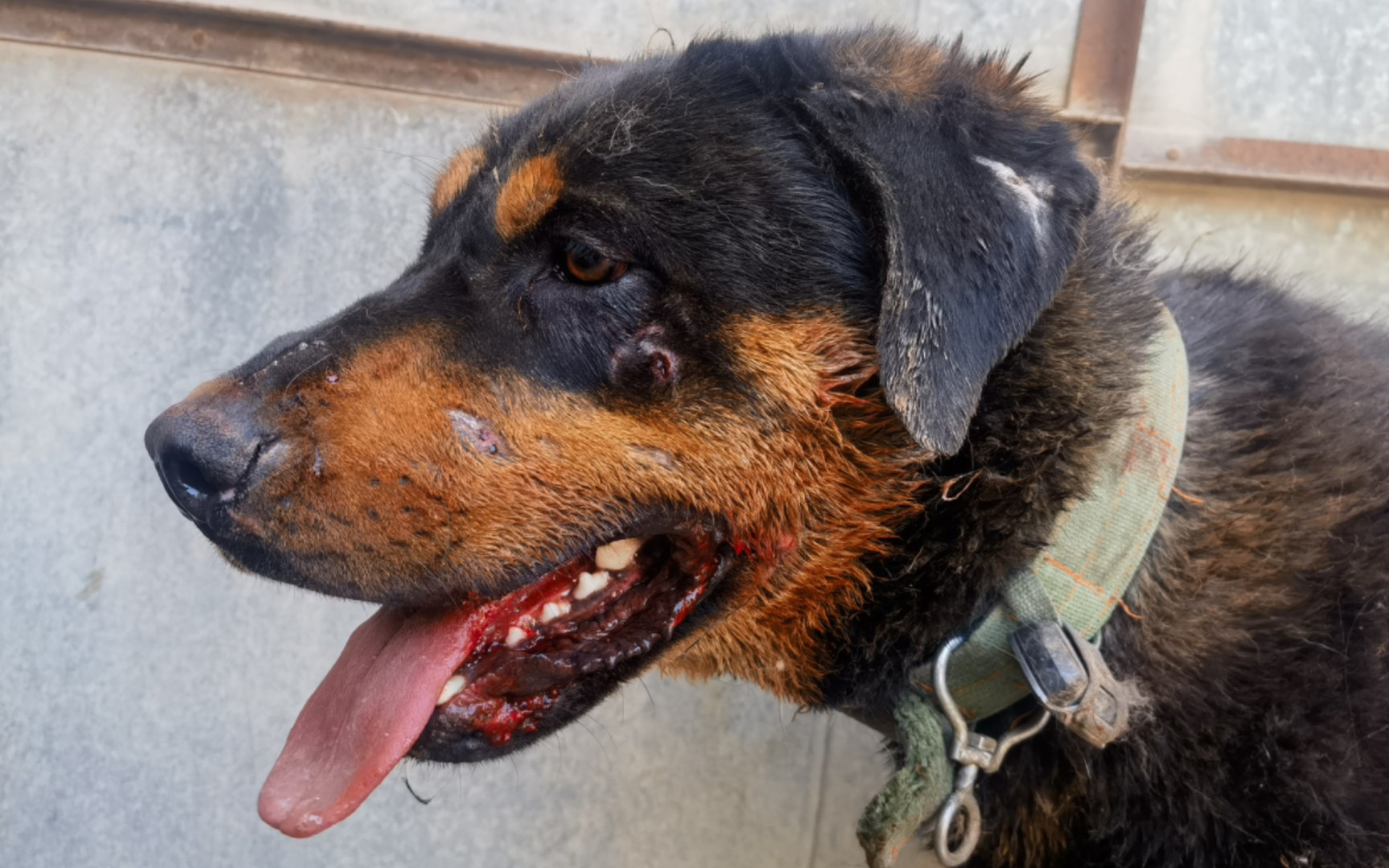 两狗子打架打的头破血流的,打完又互相舔伤口和好了