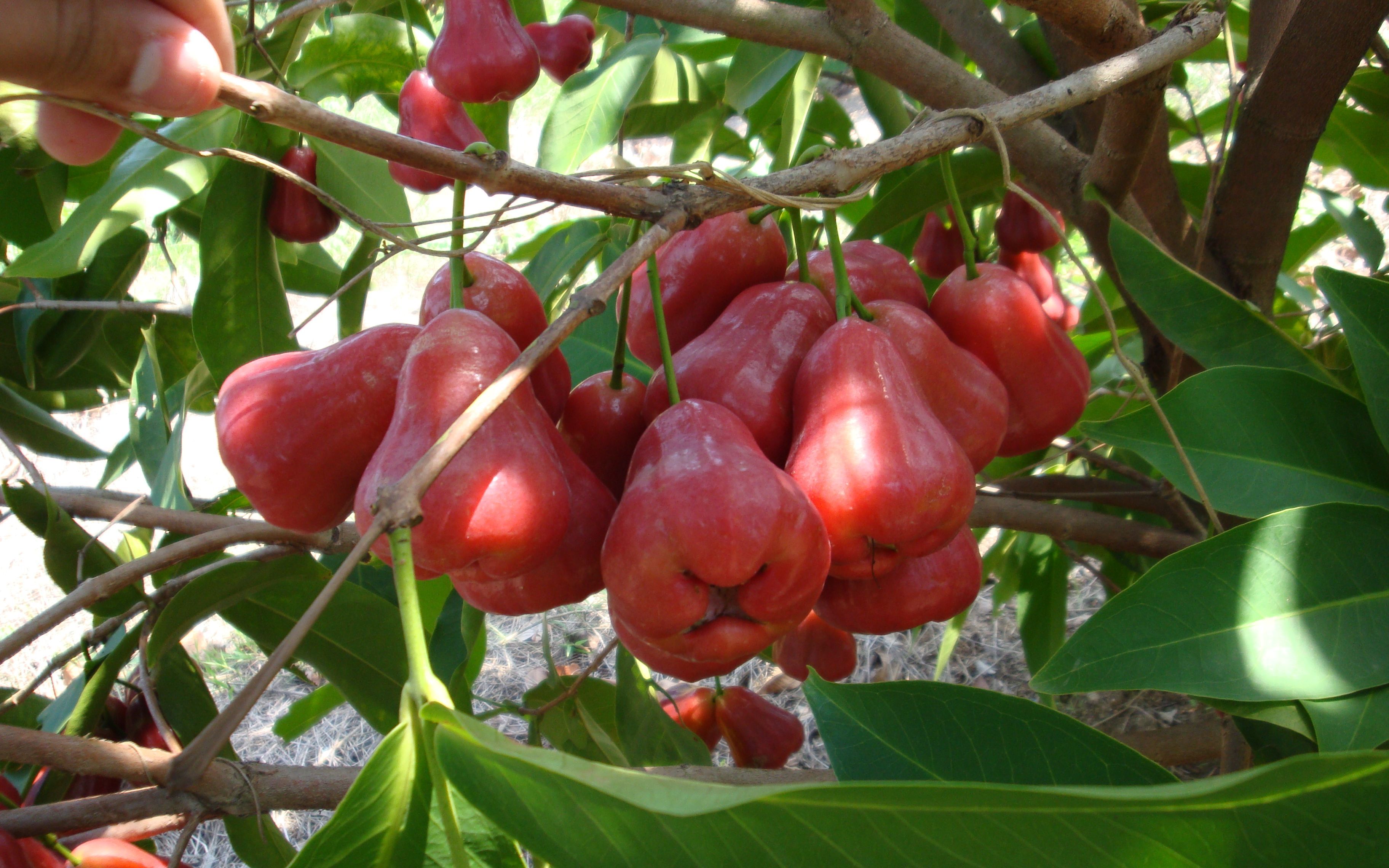 农村最漂亮的水果,却很难吃!你有吃过吗?