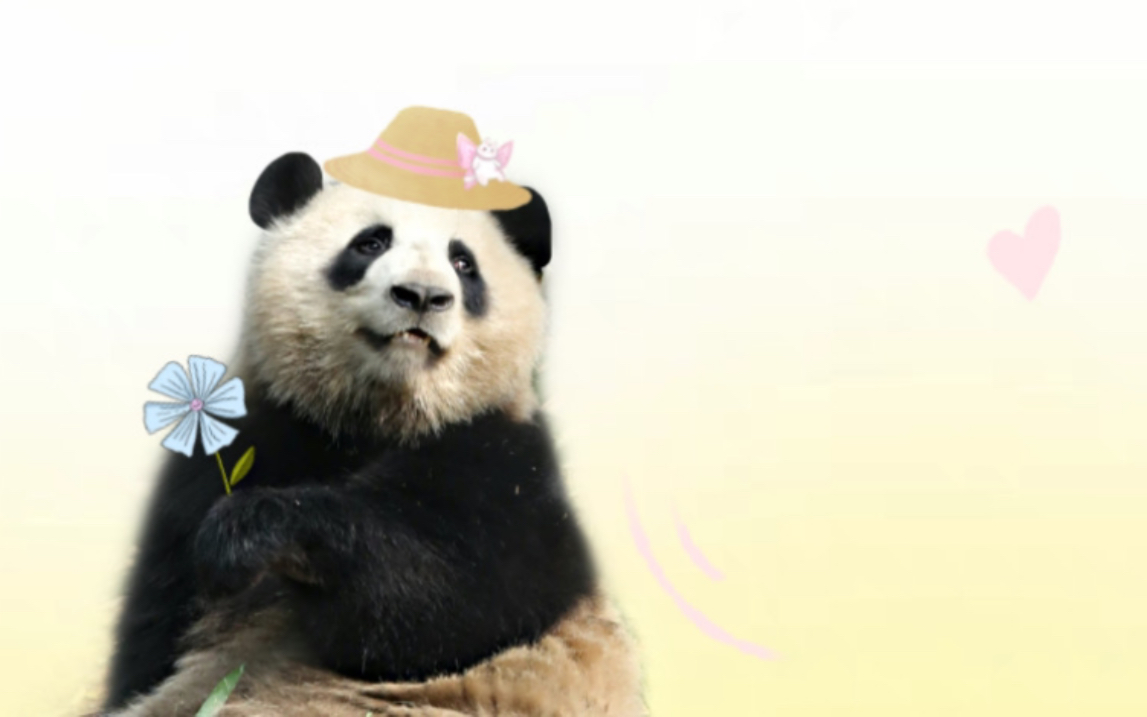 大熊猫绩笑你是我见过最漂亮的女孩