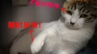 水原希子 像猫一样的女人 撸猫人的快乐 哔哩哔哩 Bilibili