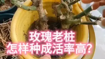 Download Video: 玫瑰老桩怎样种才能成活率更高呢？我认为第一个要选对时间，现在就是最好种玫瑰老桩的时间，第二个呢，我觉得要套袋催芽。你们有什么更好的方法吗？#玫瑰老桩 #月季