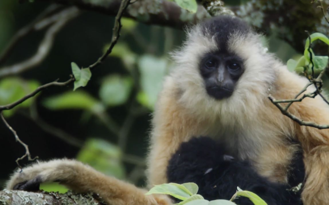 【剪辑/东黑冠长臂猿】"当我们凌空而行时,每一个见到我们的人都向