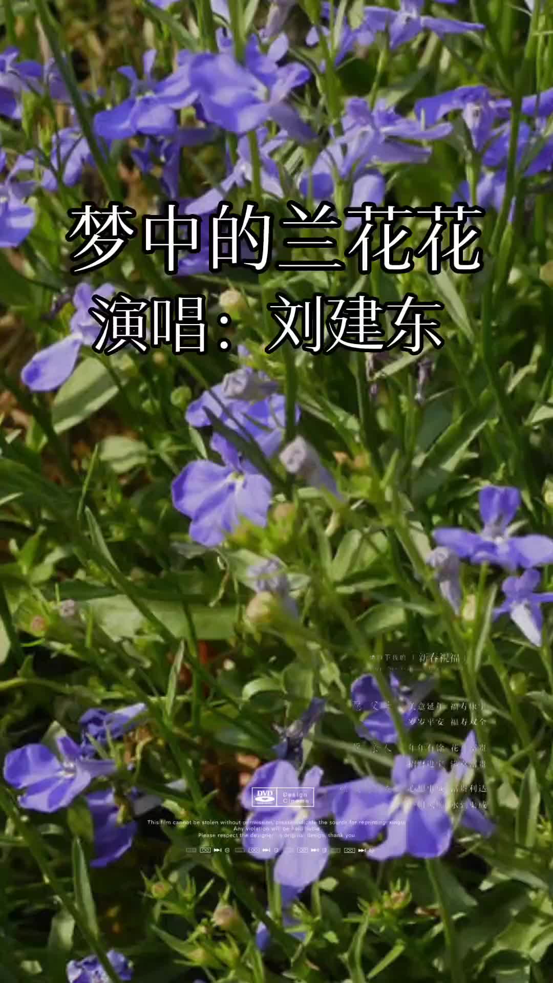 梦中的兰花花图片大全图片