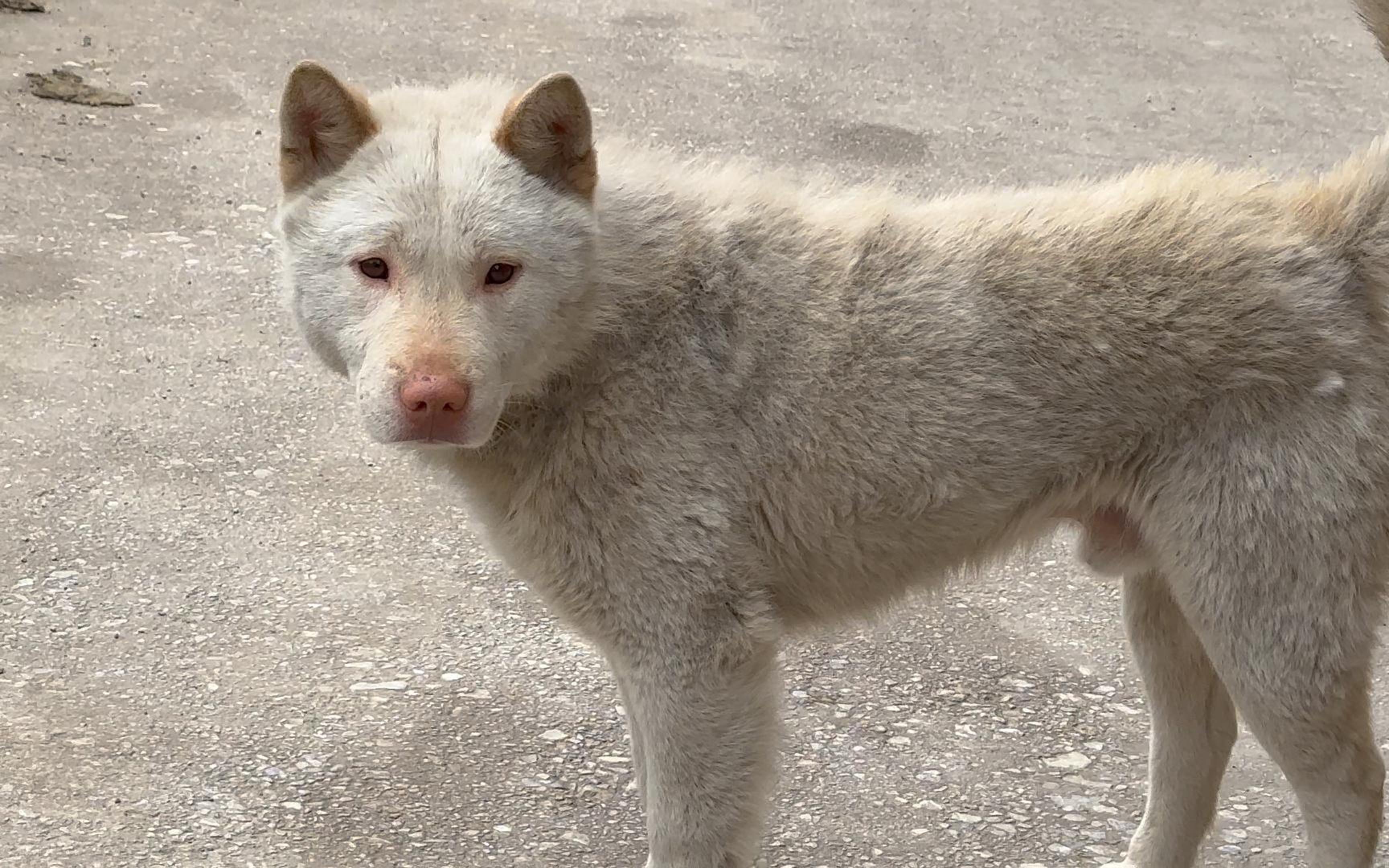 农村才有原汁原味的下司犬,虽然猎性勇猛,但是非分明温顺不咬人哔哩哔哩bilibili