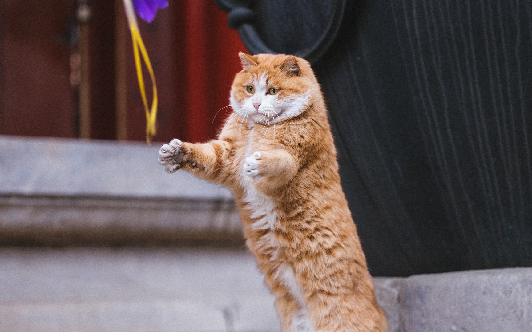 帕帕猫壁纸图片