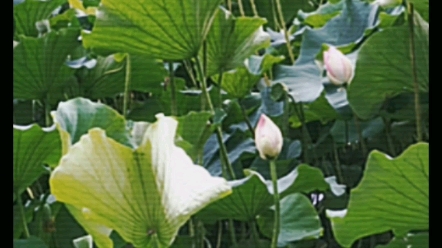 荷花(拉丁学名:Nelumbo nucifera)又称莲花,古称芙蓉、菡萏、芙蕖哔哩哔哩bilibili