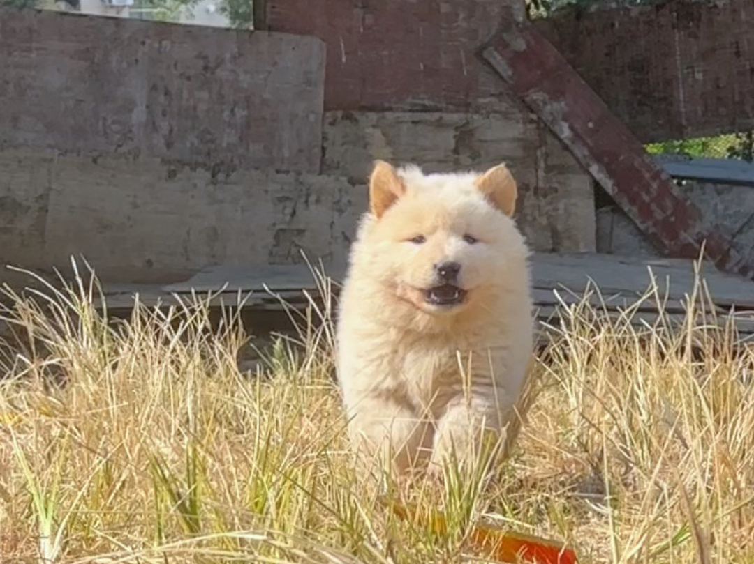 白土松,纯正的中华田园犬