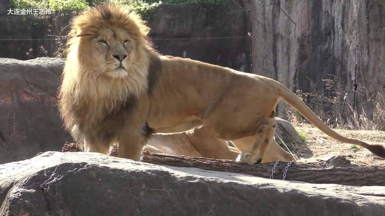 大阪天王寺动物园雄狮喷尿溅母狮身上弄得它好尴尬
