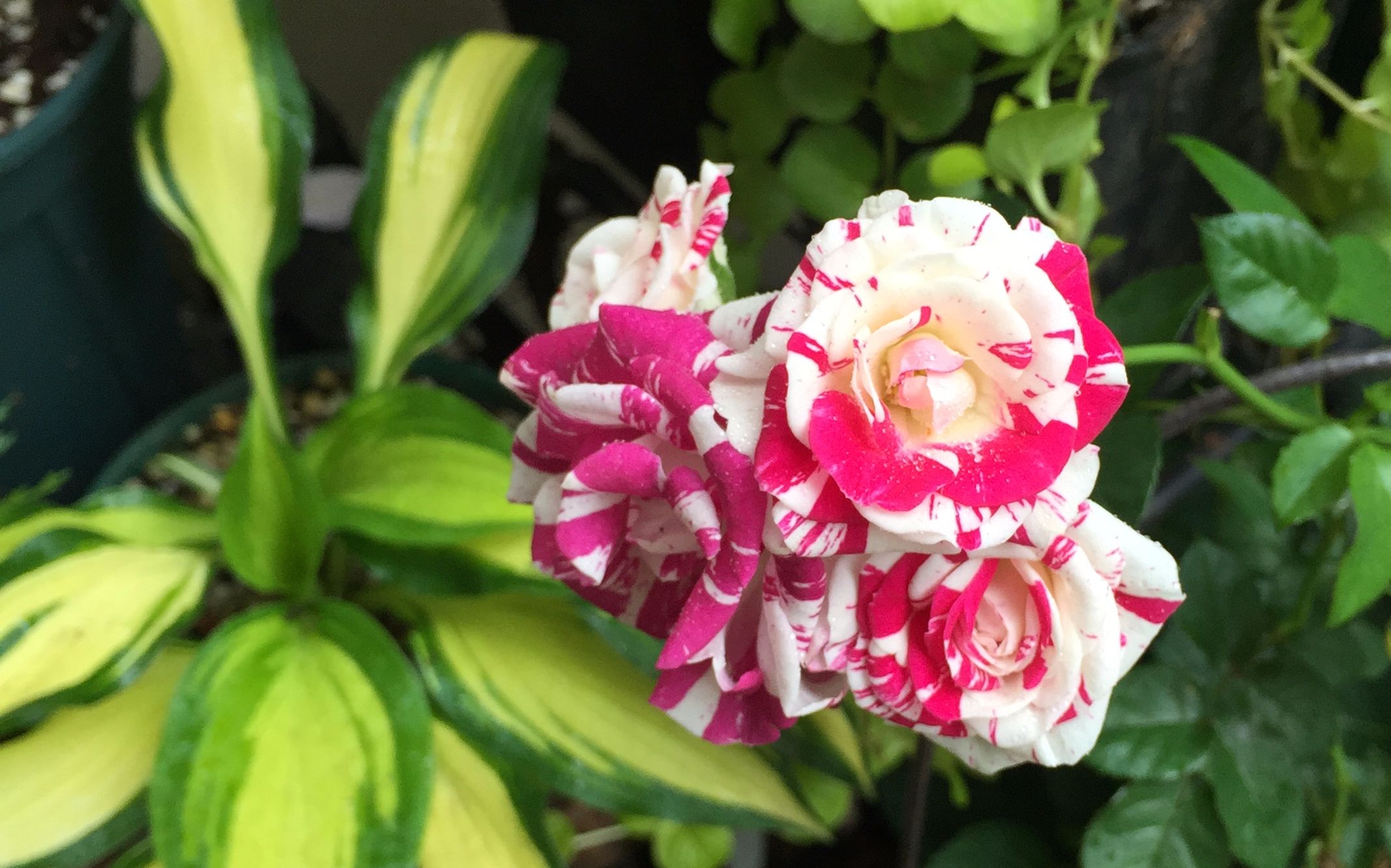 【楼底小花园】条纹月季鸳鸯泡泡也开花了,没经验所以修剪失策,但还挺