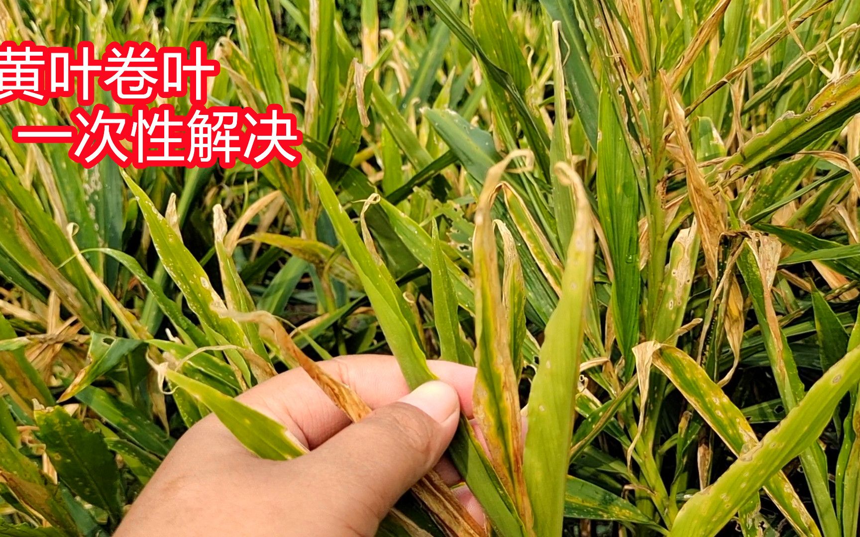 生姜卷叶 黄叶别着急,只要这样子操作,一次性解决,不妨试试_哔哩哔哩