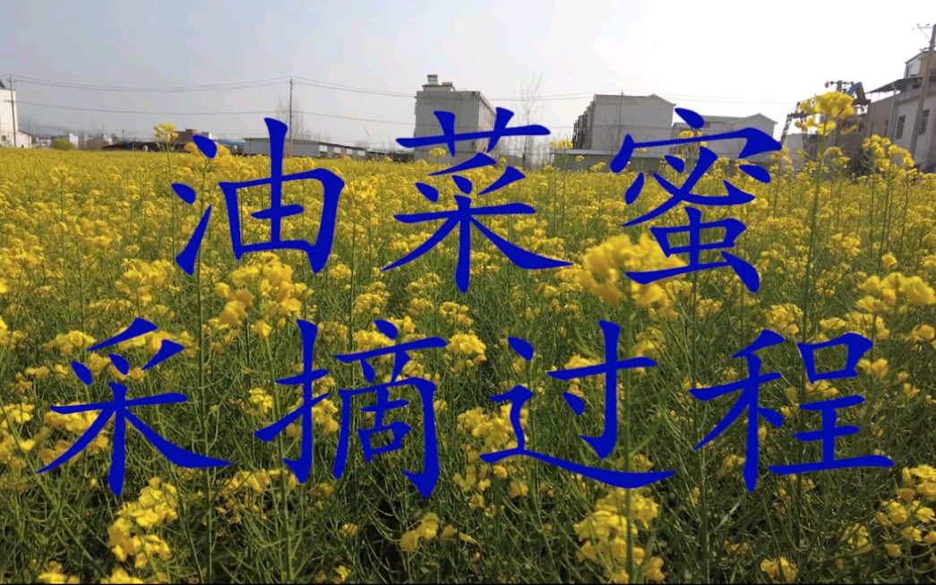 油菜花蜜你没见过的真实制作哔哩哔哩bilibili