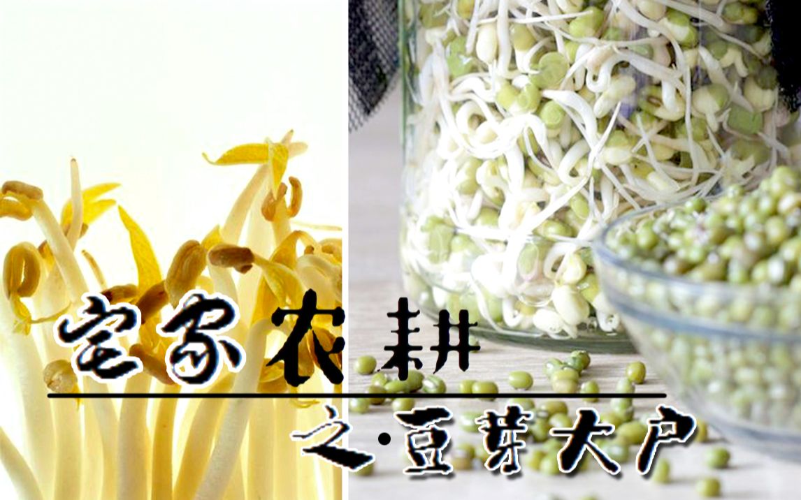 多年孵豆芽秘籍一次性大公开!来自【豆芽】的疗愈哔哩哔哩bilibili