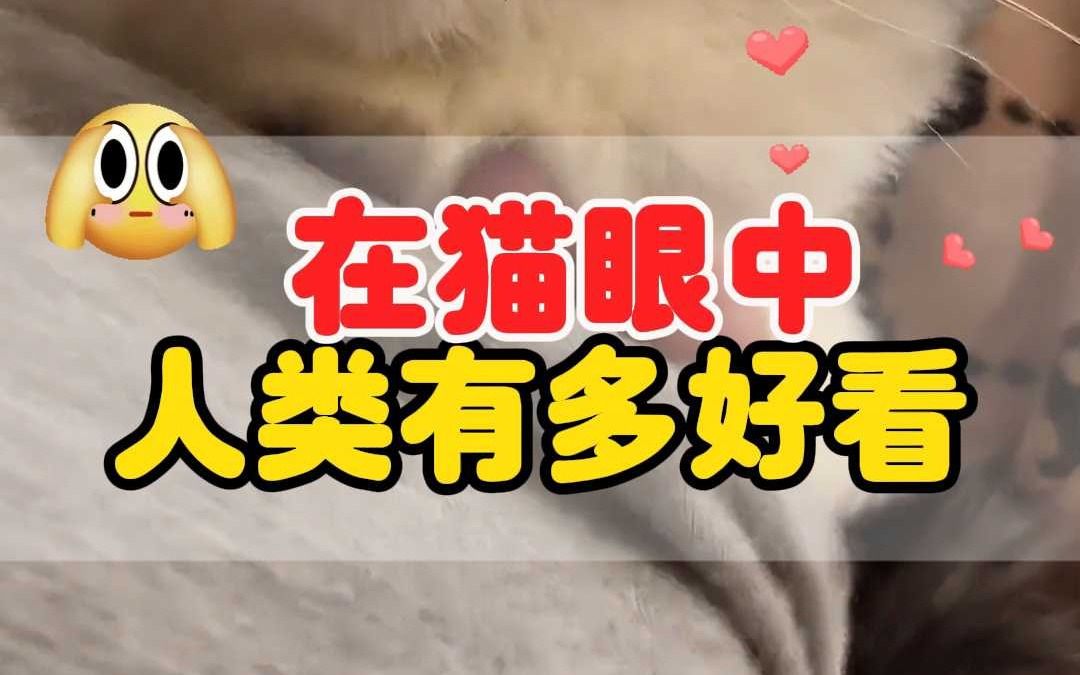 在猫眼里,人类是丑八怪还是帅哥美女?哔哩哔哩bilibili