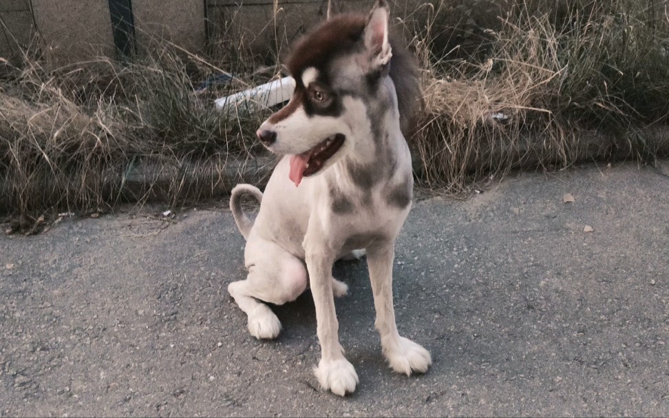 阿拉斯加,不!是阿拉斯驴