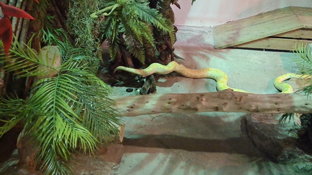 蟒蛇拉大粑粑图片