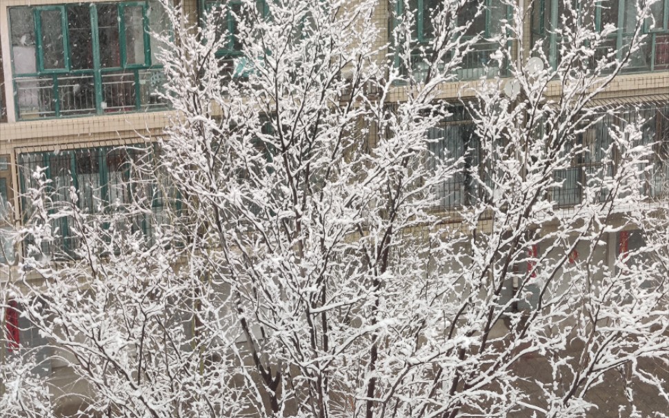 [图]春雪来临 万树花开｜就以这种方式留住这大概是今年最后一场的春雪吧