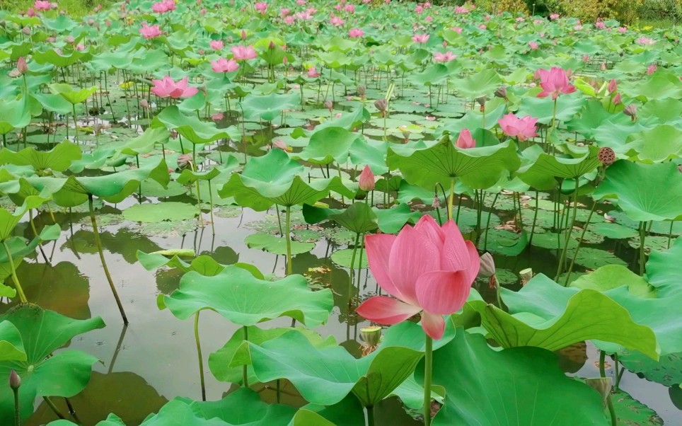 [图]凉风村的夏天