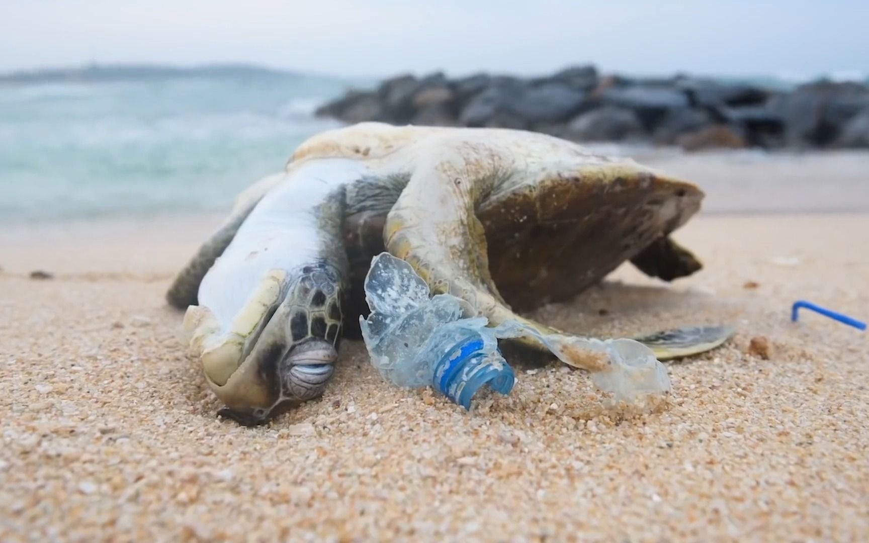 [图]海洋救赎：停止海洋塑料污染的呼声