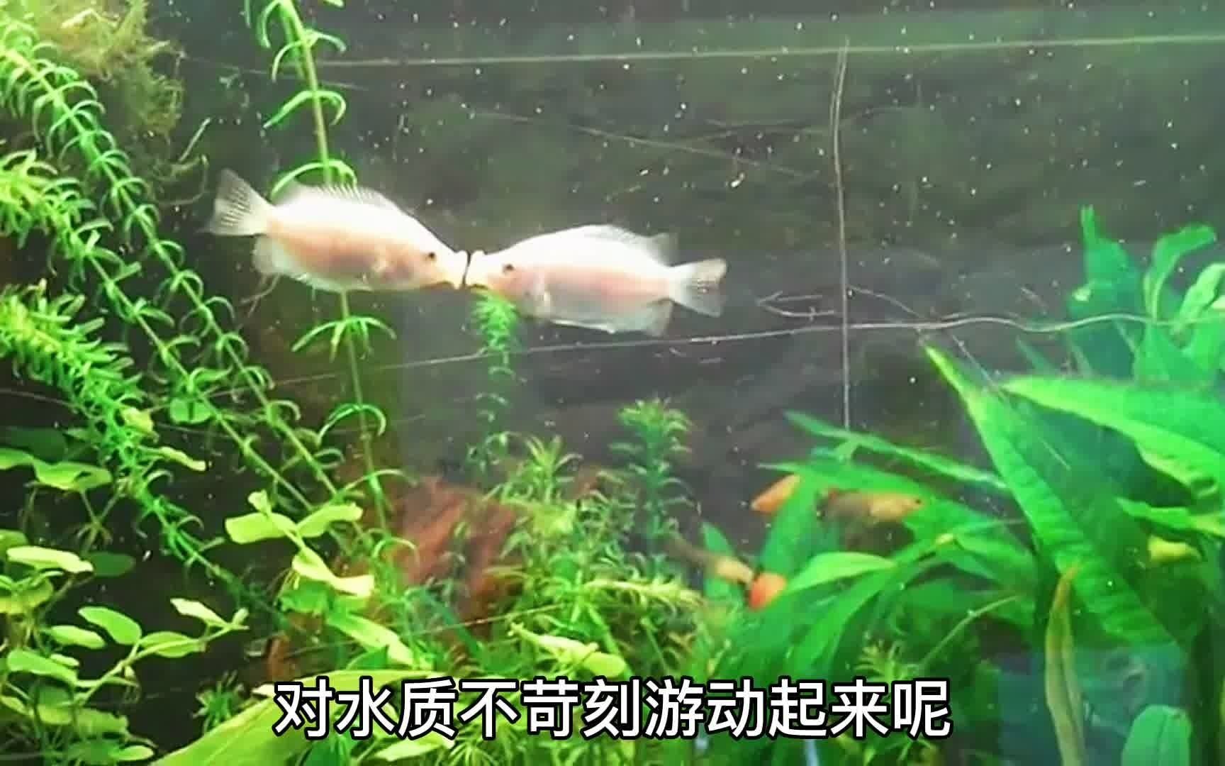 十大最适合新手饲养的,小型热带观赏鱼 上哔哩哔哩bilibili