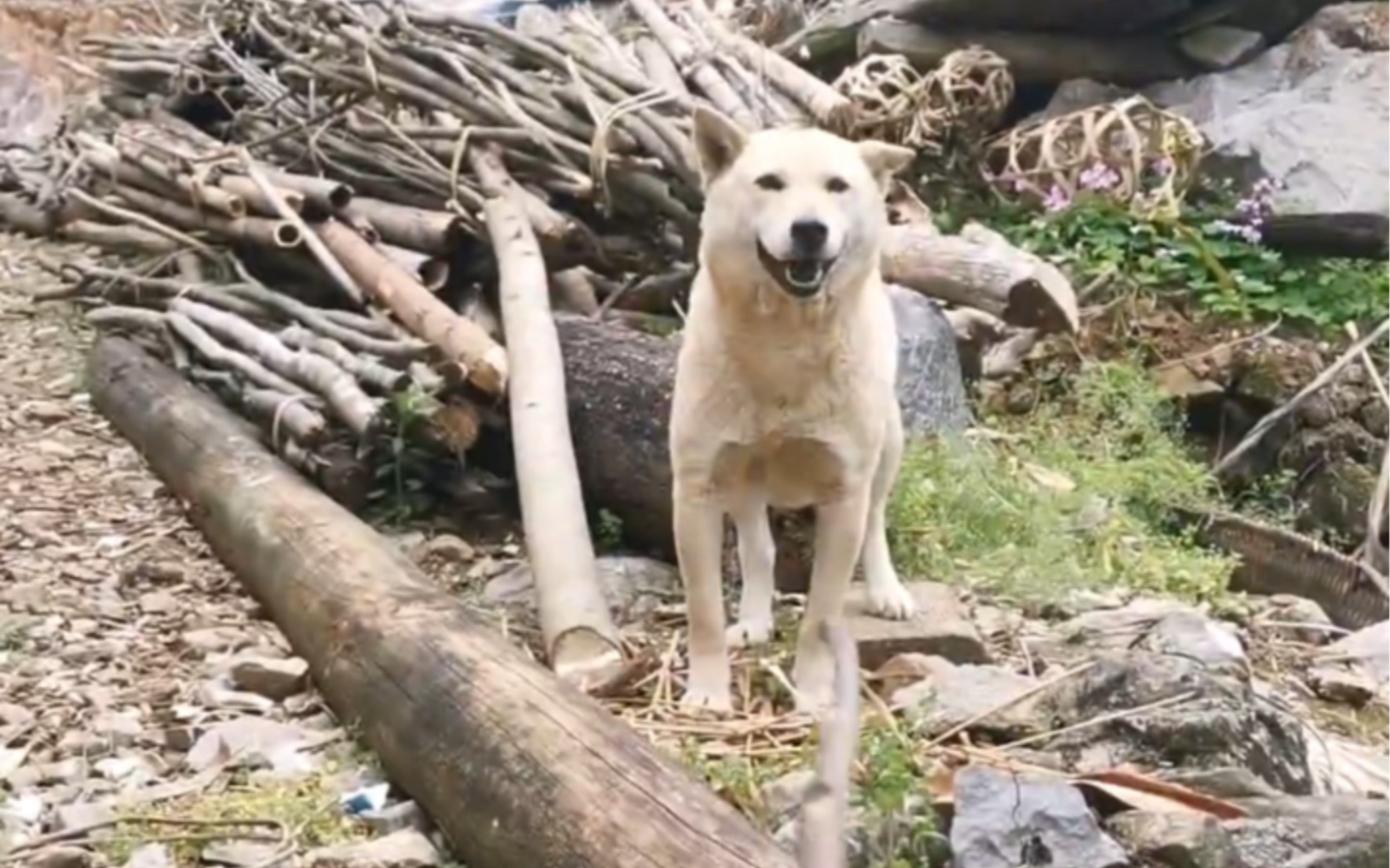 [图]小时候的那一只中华田园犬