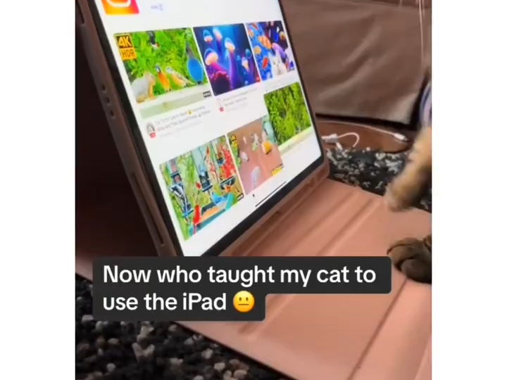 她怎么会用ipad了