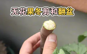 给无花果冬剪和翻盆，抽些果友送出去哦