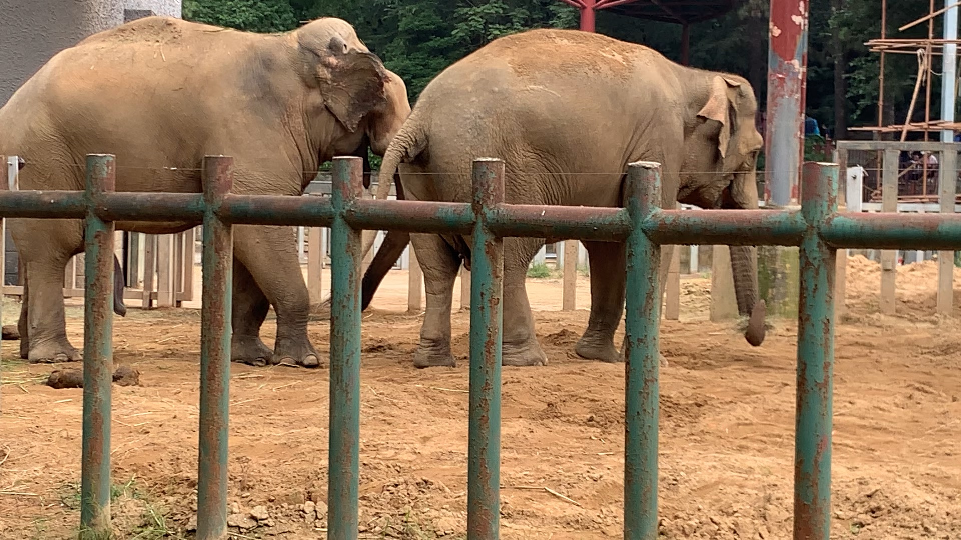 动物园里看什么?看大象