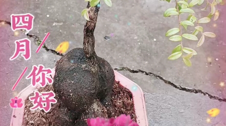 树萝卜吊金珠盆景