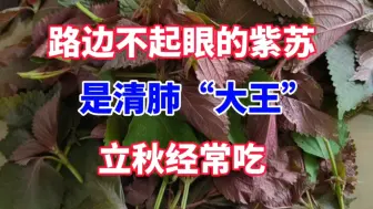 下载视频: 路边不起眼的紫苏是清肺“大王”，立秋经常吃