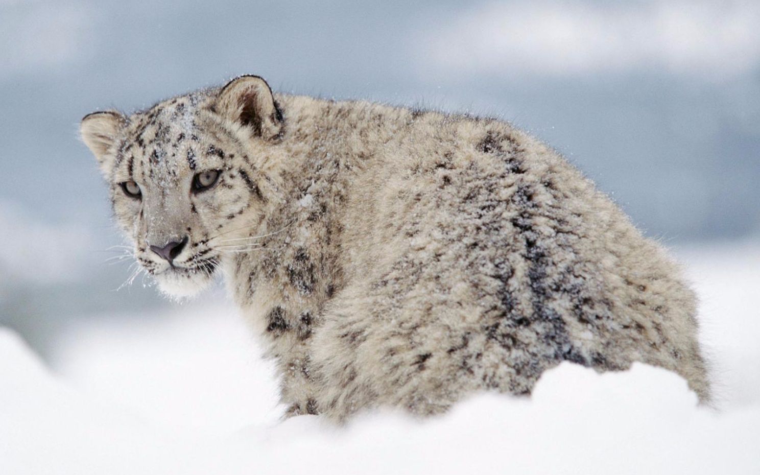 国家地理频道介绍雪豹