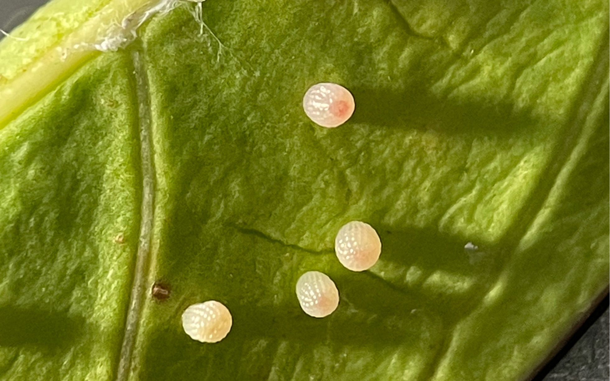 活动作品花说昆虫第八弹大帛斑蝶的卵长什么样子